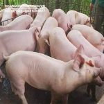 Thời gian nuôi 1 lứa lợn thịt bao lâu thì xuất chuồng?