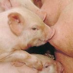 Chăm sóc heo con từ khi sinh tới khi cai sữa (P5)