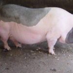 Phối giống cho heo vào thời điểm nào ?