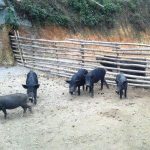 Heo Mọi Nguyên Con