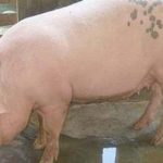 Nguyên nhân heo nái bị sốt và phòng tránh sốt cho heo nái mang thai