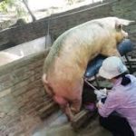 Nên phối giống heo vào thời điểm nào để đạt kết quả tốt nhất