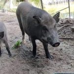 Tình hình thị trường về giống heo rừng F1