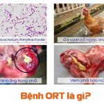 14 dấu hiệu giúp bạn nhận biết được ngay bệnh ORT trên gà