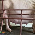 Hiện tượng Lợn nái chuẩn bị đẻ