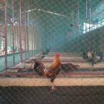 Chuồng nuôi gà nên làm theo hướng Đông Nam, lý do vì sao?