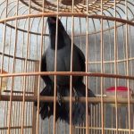 Phương pháp luyện khướu hót hay, siêng hót cho người mới bắt đầu