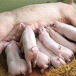 NGUYÊN NHÂN VÀ CÁCH ĐIỀU TRỊ CHẬM LÊN GIỐNG TRÊN HEO NÁI.