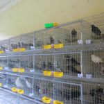 Cách Làm Chuồng Nuôi Bồ Câu Thả Đơn Giản Tiết Kiệm Nhất