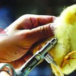Lịch tiêm vacxin cho gà và phòng bệnh bằng thuốc kháng sinh