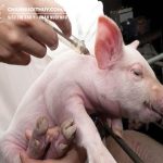 Lịch tiêm vắc xin cho heo con, heo hậu bị và heo nái mang thai