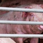 15+ Nguyên nhân dẫn tới heo sốt đỏ toàn thân