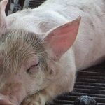 Nguyên nhân lợn bỏ ăn, sốt, nằm lỳ không đi lại