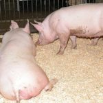 Cách phát hiện và điều trị heo bỏ ăn triệt để nhà nông nào cũng nên biết