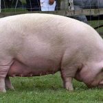 Heo mang thai bao nhiêu ngày thì đẻ?