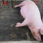 Dấu hiệu heo mang thai