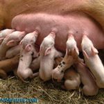 Khi nào cần can thiệp khi heo đẻ?