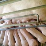 Chu kỳ, hệ số lứa đẻ và ảnh hưởng của nó đến năng suất heo nái - Tạp chí Chăn nuôi Việt Nam