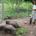 Hướng dẫn nuôi heo rừng sinh sản - Tạp chí Chăn nuôi Việt Nam