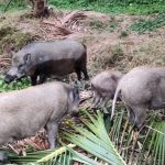 Heo rừng lai nuôi bao lâu thì có thể xuất chuồng? 