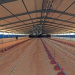 Lựa chọn chất độn chuồng thích hợp với trại gà?