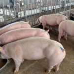 Cách tính lượng thức ăn cho heo đúng cách và tiết kiệm