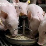Lượng thức ăn cho heo con tập ăn