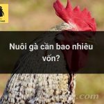 Kinh doanh trang trại gà cần những gì? Cần bao nhiêu vốn?