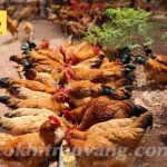 Tính toán chi phí nuôi 100 con gà thông minh, tiết kiệm