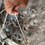 Kháng Sinh Trong Thuỷ Sản – Sử Dụng Hay Lạm Dụng?