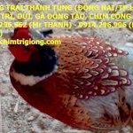 Bán Chim Trĩ Giống, Chim Trĩ Thịt Tại Tp.hcm