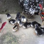 Gà chọi con tông dòng xuất sắc