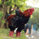 Mua Bán Giống Gà Đông Tảo Trống Mái, Đông Cảo Chân Đẹp Giá Rẻ