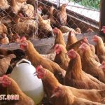 Top 10+ địa chỉ trại gà giống ở TPHCM chất lượng