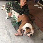 Chu kỳ sinh sản của chó? Thời gian, độ tuổi chó sinh sản?