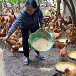 Một ngày cho gà ăn bao nhiêu lần là tốt nhất?