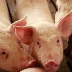 Nên cho heo ăn khô hay ăn ướt đảm bảo chất lượng dinh dưỡng