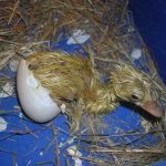 Thời gian ấp trứng vịt ngan ngỗng bằng máy ấp