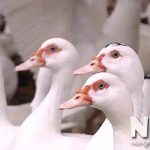 Ngan nuôi bao lâu thì thịt được? Trả lời cho người mới nuôi ngan