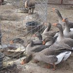 Giá ngỗng thịt và ngỗng giống. Các loại ngỗng giá trị kinh tế cao