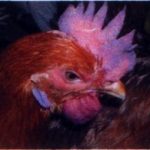 Thâm mào gà – dấu hiệu nhận biết 3 căn bệnh nguy hiểm trên gà