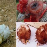 Bệnh gà rù Newcastle| Biểu hiện - Nguyên nhân - Cách phòng