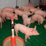 5 nguyên nhân tiêu chảy chủ yếu ở heo con và cách quản trị - Tạp chí Chăn nuôi Việt Nam