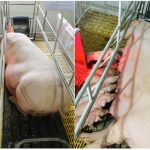 Chết lưu ở lợn con gây thiệt hại lớn cho ngành chăn nuôi ở Việt Nam - Tạp chí Chăn nuôi Việt Nam