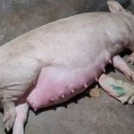 Heo đẻ khó và cách xử lý kịp thời