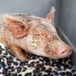 Các nguyên nhân gây ghẻ trên lợn và phương pháp điều trị