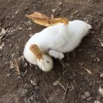 Vịt bị bại chân là do đâu?