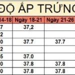 Nhiệt độ ấp trứng bao nhiêu là chuẩn?