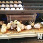 Nhiệt độ ấp trứng gà bao nhiêu, những thông tin cần biết