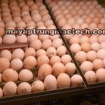 Nhiệt độ ấp trứng gà bao nhiêu là tốt nhất? Tại sao?